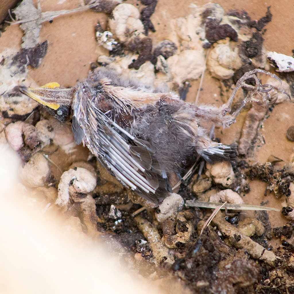 The runt's corpse